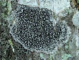 Arthonia radiata image