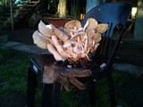 Macrocybe gigantea image
