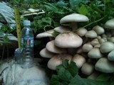Macrocybe gigantea image