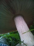 Macrocybe gigantea image