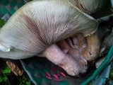 Macrocybe gigantea image