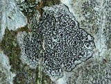 Arthonia radiata image
