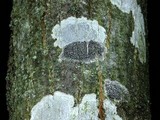 Arthonia radiata image