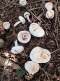 Rhodocollybia maculata image