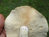 Rhodocollybia maculata image