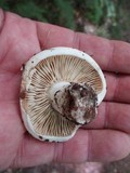 Russula dissimulans image