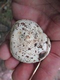 Russula dissimulans image