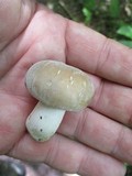 Russula modesta image