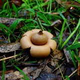 Geastrum triplex image