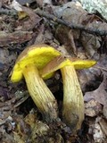 Aureoboletus innixus image