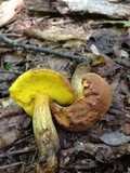 Aureoboletus innixus image