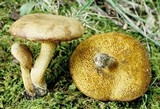 Bothia castanella image
