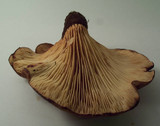 Tapinella atrotomentosa image