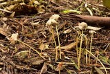 Parasola auricoma image