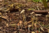 Parasola auricoma image