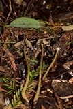 Parasola auricoma image