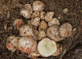 Rhizopogon roseolus image