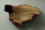 Tapinella atrotomentosa image
