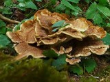 Bondarzewia occidentalis image