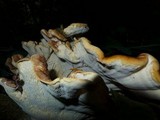 Bondarzewia occidentalis image