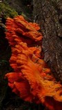 Laetiporus conifericola image