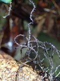 Thamnomyces chordalis image
