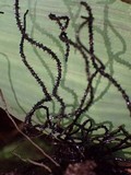 Thamnomyces chordalis image