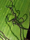 Thamnomyces chordalis image