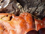 Ganoderma resinaceum image