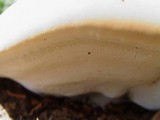 Ganoderma resinaceum image