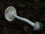 Amanita abrupta image