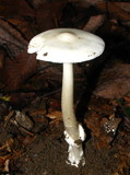 Amanita rasitabula image