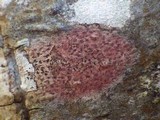 Arthonia elegans image