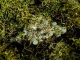 Degelia plumbea image