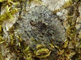 Fuscopannaria mediterranea image