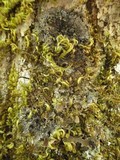 Fuscopannaria mediterranea image