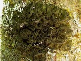 Leptogium brebissonii image