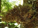 Leptogium brebissonii image