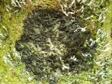 Leptogium brebissonii image