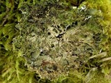 Leptogium brebissonii image