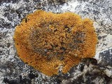 Caloplaca flavescens image
