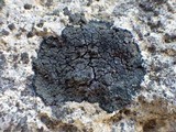 Placynthium nigrum image