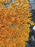 Xanthoria aureola image