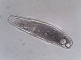 Pertusaria multipuncta image