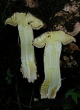 Allopsalliota geesterani image