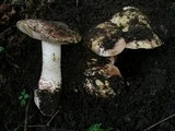 Allopsalliota geesterani image