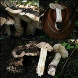 Allopsalliota geesterani image
