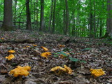 Cantharellus lateritius image