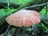 Rhodotus palmatus image