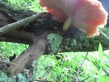 Rhodotus palmatus image